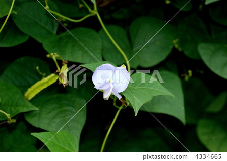 pale violet, winged bean, urizun 4334665