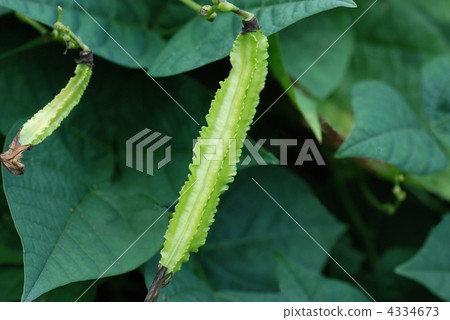 winged bean, psophocarpus tetragonolobus, wing bean 4334673