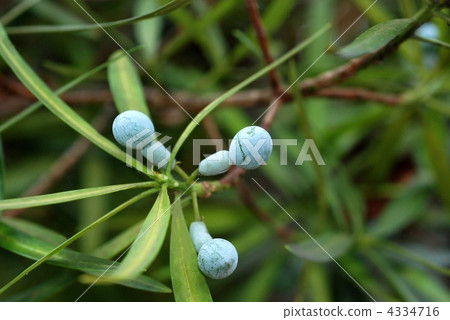 Inumaki fruit Inumaki fruit 4334716