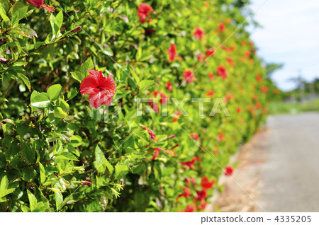 Hibiscus's hedge Hibiscus's hedge 4335205