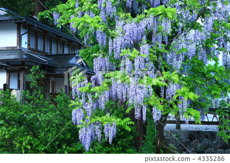 japanese wisteria, landscape, scape 4335286