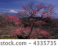 紅梅和富士山 4335735