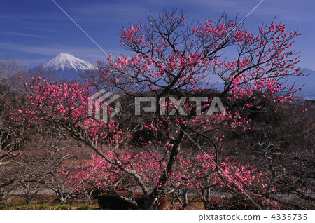 紅梅和富士山 4335735