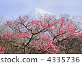 紅梅和富士山走朝陽 4335736