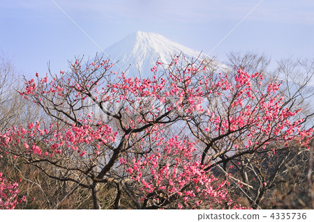 紅梅和富士山走朝陽 4335736