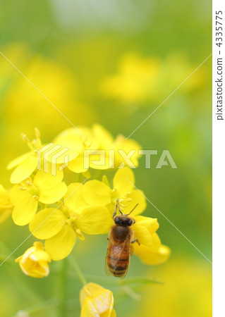 Rape blossoms and bees 4335775