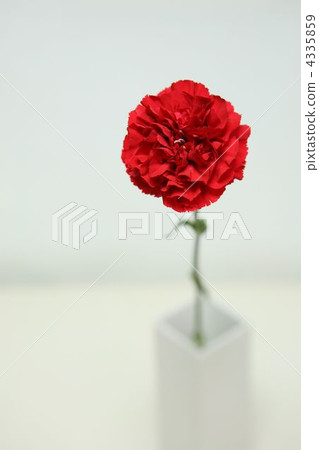 康乃馨 切花 鮮花 4335859