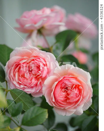 English Rose 'Anne Bryn' 4336324
