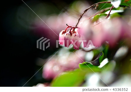 pieris japonica, japanese andromeda, Pink Flower 4336352
