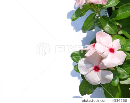 長春花 4336368