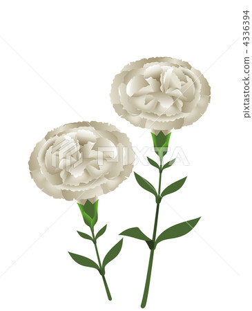 Carnation illustrations Carnation illustrations 4336394