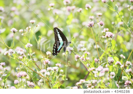 polygonum thunbergii, graphium sarpedon, swallowtail 4340286