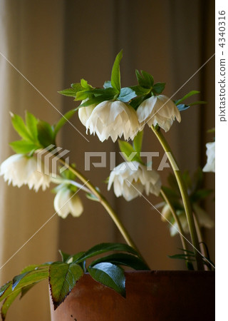 聖誕玫瑰（雙花） 4340316