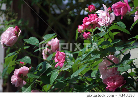 Port Maryon / Mary Rose 4343193