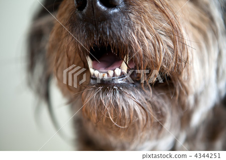 Open mouth of bushy dog 4344251