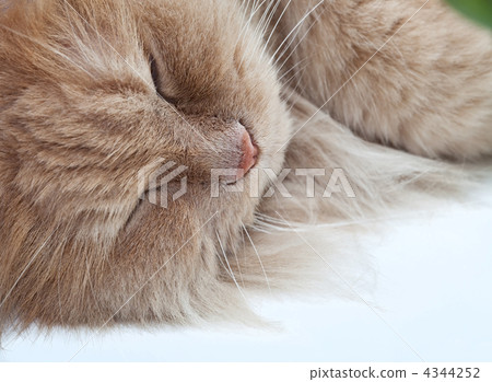 Lazy sleeping persian cat Lazy sleeping persian cat 4344252