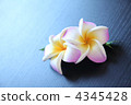雞蛋花 4345428