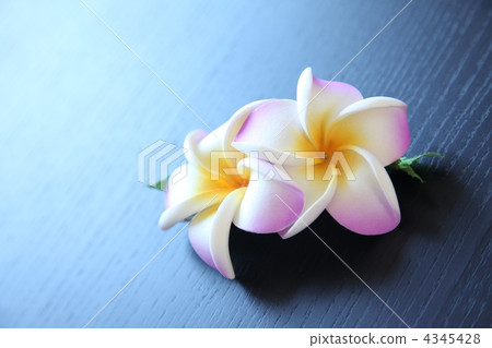 雞蛋花 4345428