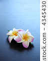 雞蛋花 4345430