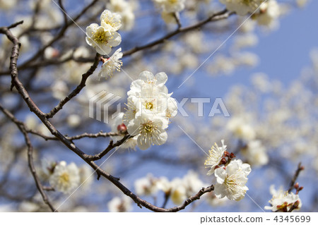 Plum of Mukojima Hyakuen 4345699