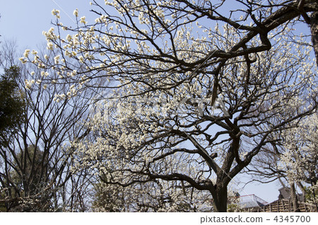 Plum of Mukojima Hyakuen 4345700