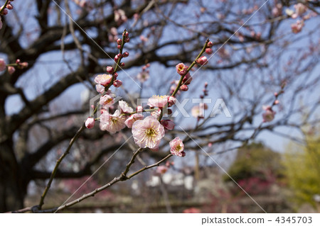 Plum of Mukojima Hyakuen 4345703