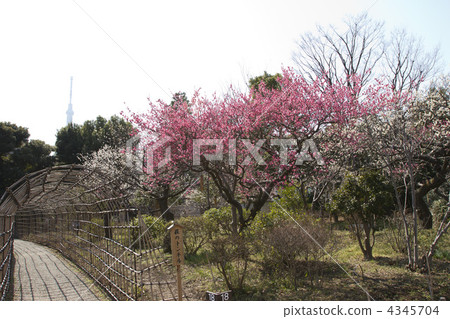 Mukojima Hyakuen的李子 Mukojima Hyakuen的李子 4345704