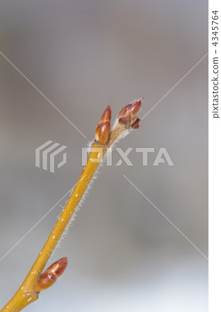 Handkerchief tree 4345764