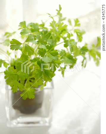 Kitchen herb "Italian parsley" Kitchen herb "Italian parsley" 4345775