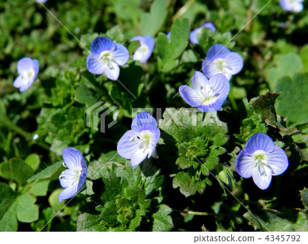 Ooouinunnguri（大狗陰囊） 4345792