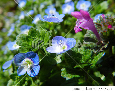 Ooo and Hokkaido 4345794