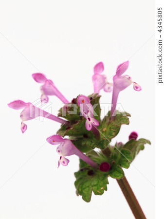 紅紫佛的種子 4345805