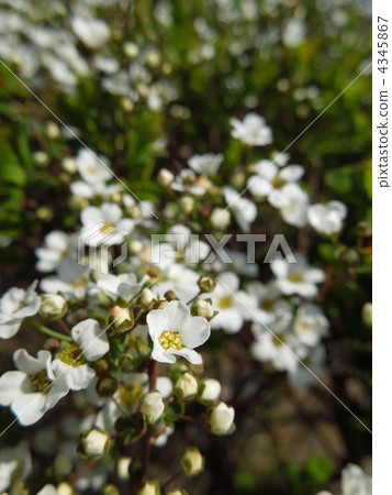 baby's breath spirea, spirea thunbergii, thunberg spirea 4345867