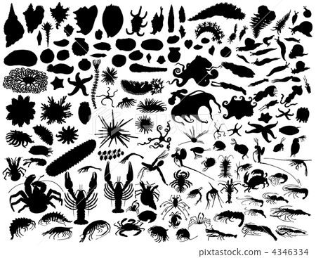 vector mollusks vector mollusks 4346334