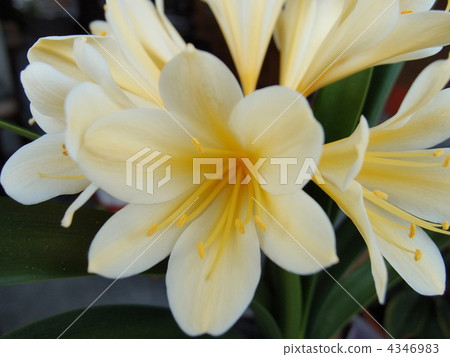 Yellow Kungsillan Yellow Kungsillan 4346983