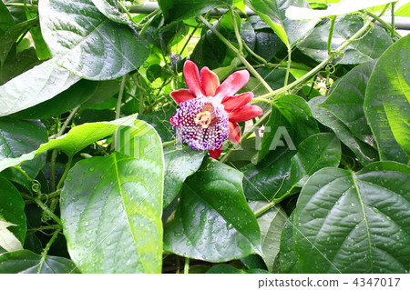 哦美濃西番蓮 4347017