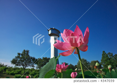 古蓮花 蓮花 佛陀 4347039