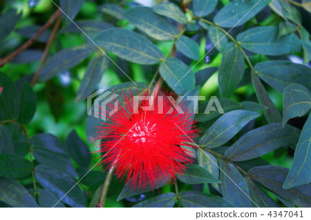 Kali Andorra飛往Mama toke PHARA Kali Andorra飛往Mama toke PHARA 4347041