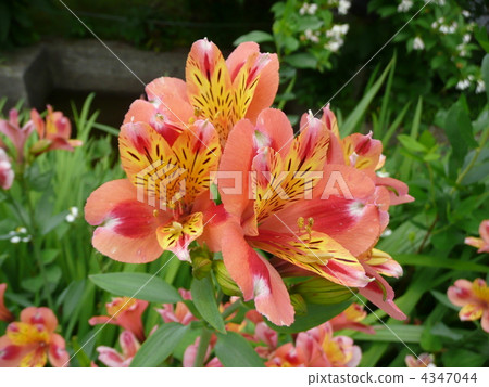 六出花 六出花 4347044