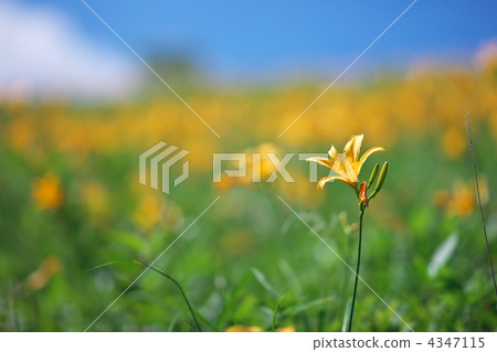 hemerocallis middendorffii, nozorikisuge, daylily 4347115