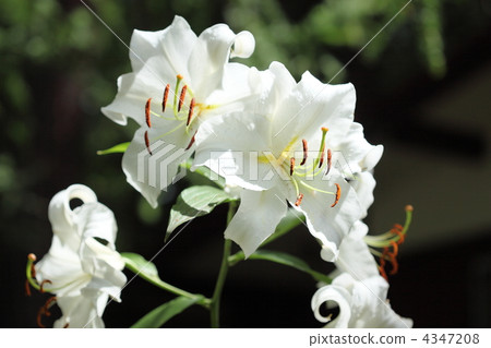 Casablanca at the plateau Casablanca at the plateau 4347208