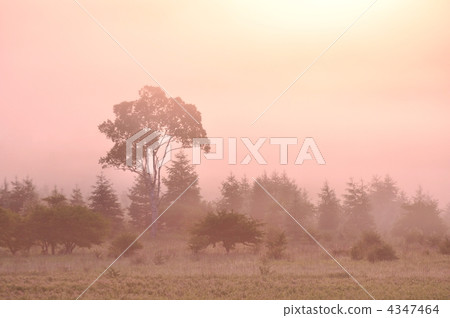 小田代原 日光 陽光 4347464