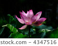 Lotus flower  4347516