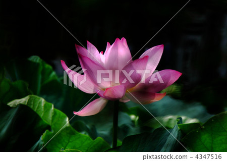 蓮花 4347516