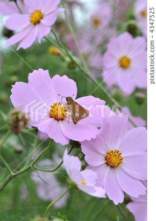 Cosmos and cisternae 4347525