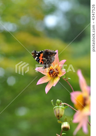 Dahlia and Acacathetha 4347526