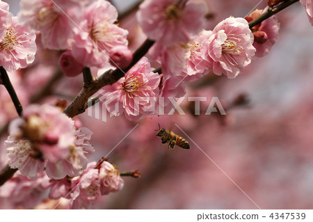 Plum blossoms and honey bees flying 4347539