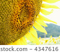 向日葵 4347616