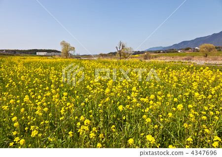 Nanohana和藍天 Nanohana和藍天 4347696