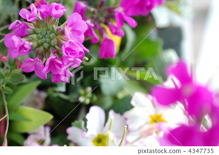 種植 種植 4347735